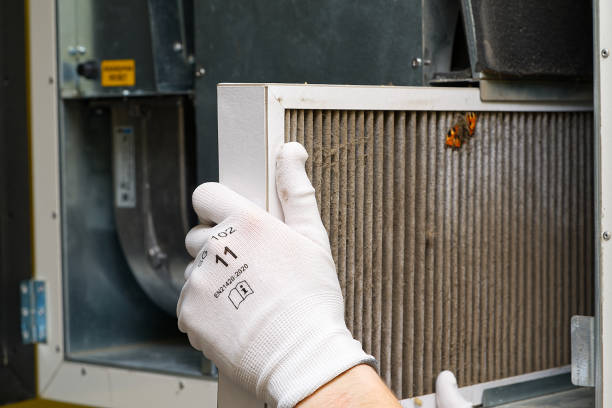 Best Air Duct Mold Removal  in Brownsville, TN